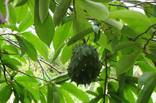 Benefits of Soursop Leaf To cholesterol and uric acid