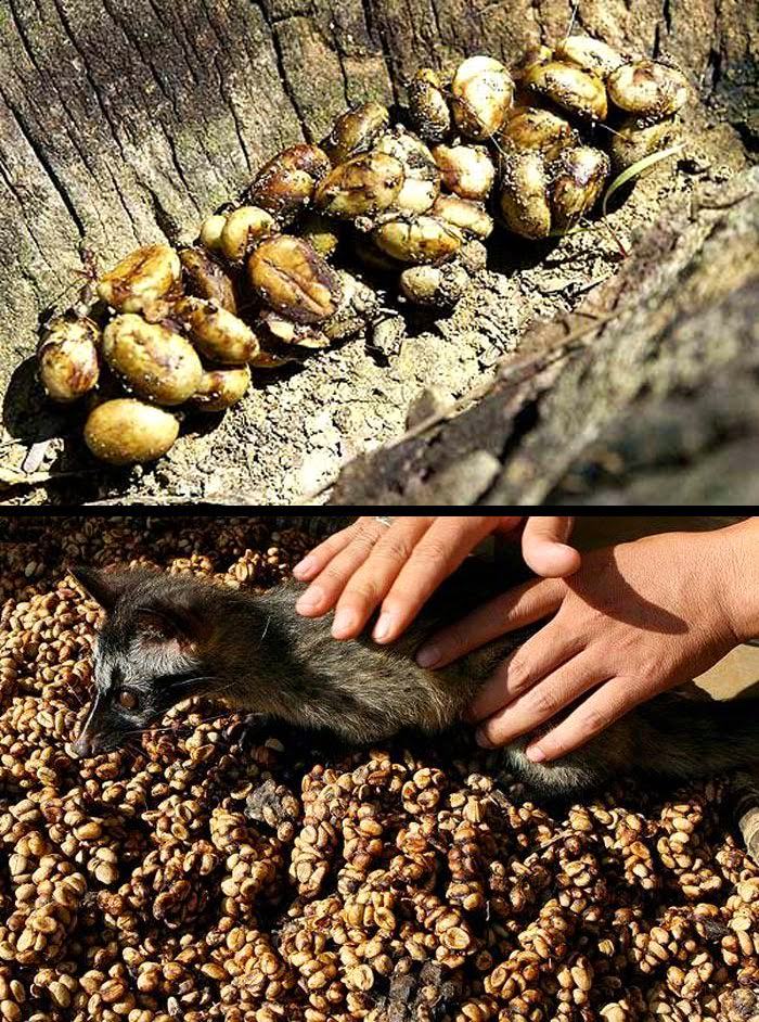 Dünyanın en pahalı kahvesi kedi dışkısından üretiliyor Sadece Gerçek