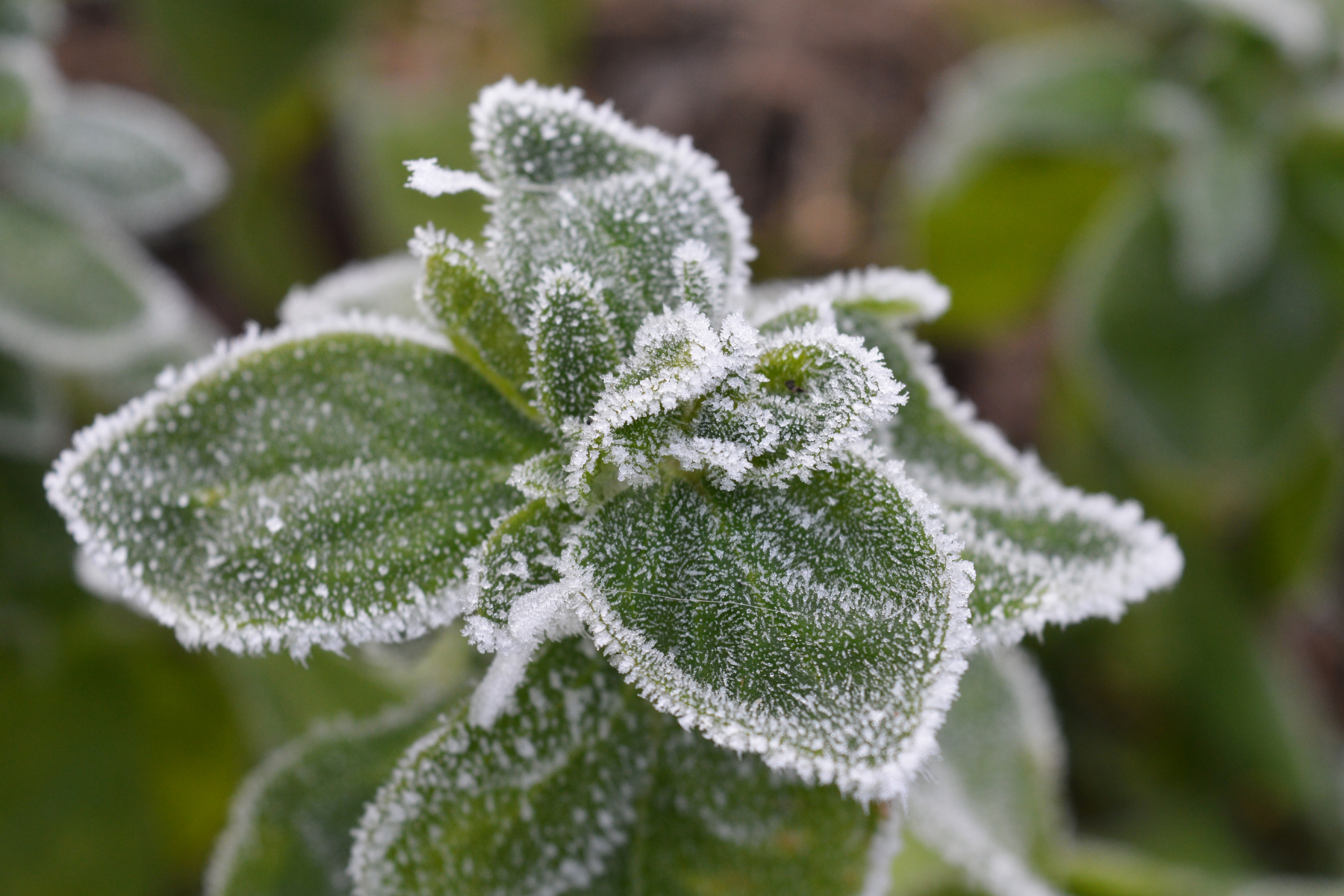 Preparing for the First Freeze
