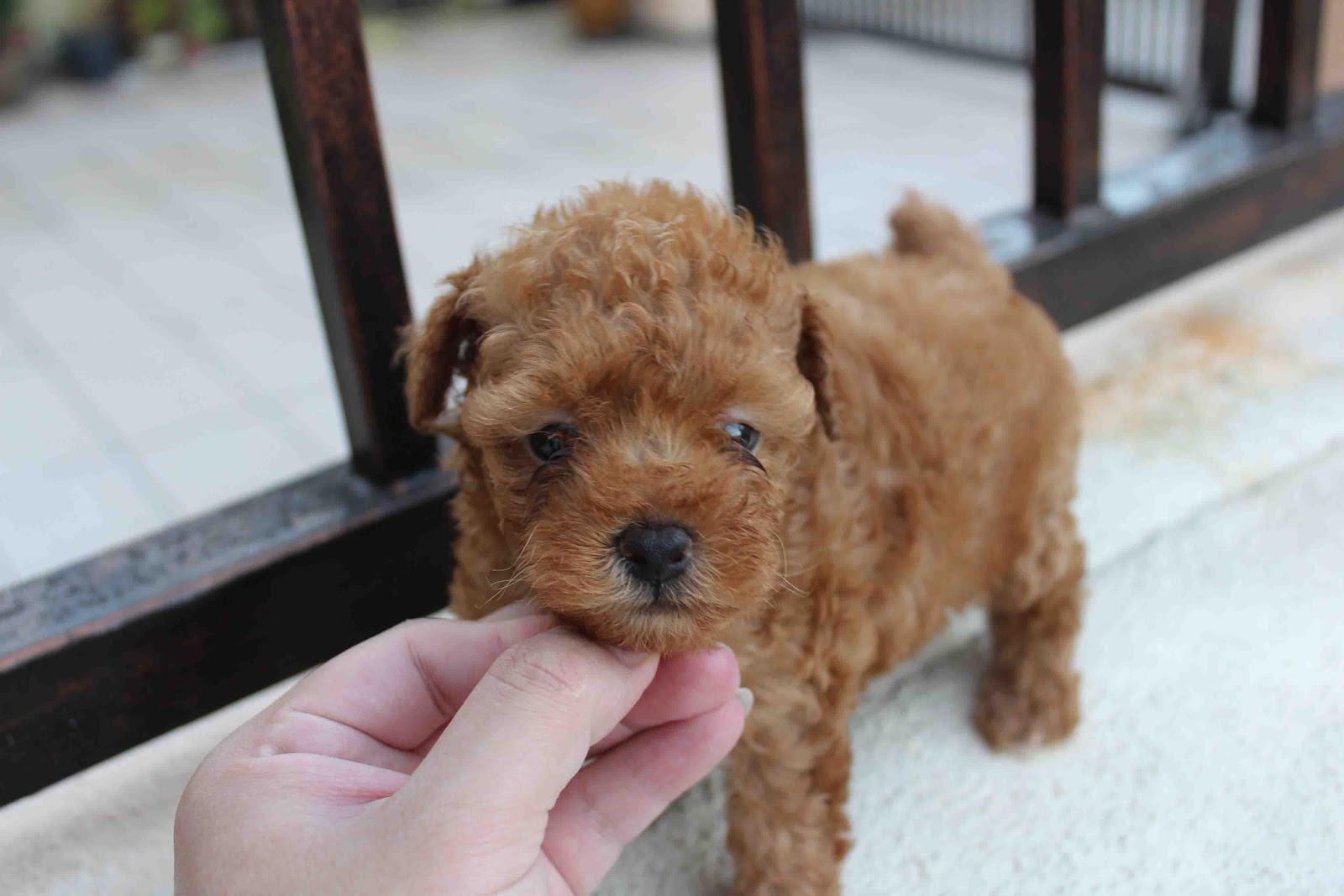 LovelyPuppy Female Toy Poodle RM699 ONLY!!!