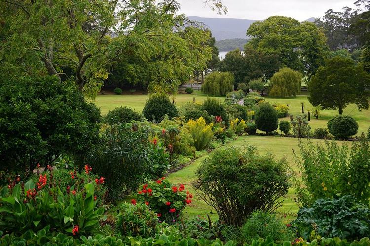 Pelargonium, Solidago, Canna y Bergenia en Port Arthur Historic Sites Pelargonium, Solidago, Canna and Bergenia en Port Arthur Historic Sites, Tasmania, Australia