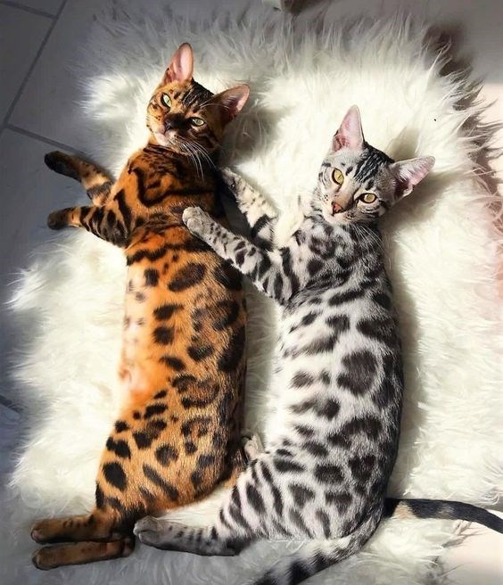 25 Bengal Cat Breed Pictures That Took The By Storm