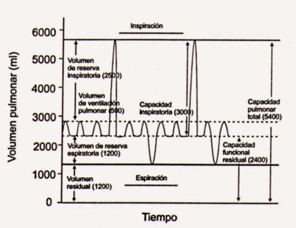 Volúmenes y capacidades pulmonares Volúmenes y capacidades pulmonares