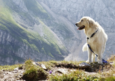 In vacanza con il cane