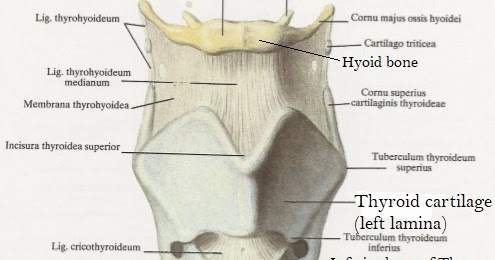 Science & Medicine: Cricoid cartilage