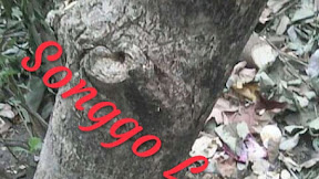 √ [SAKTI] Tuah Kayu Songgo Langit