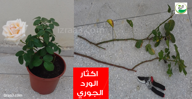 لحية ديك رومي الادارة زراعة ورد الروز caringforcarersindacorum com