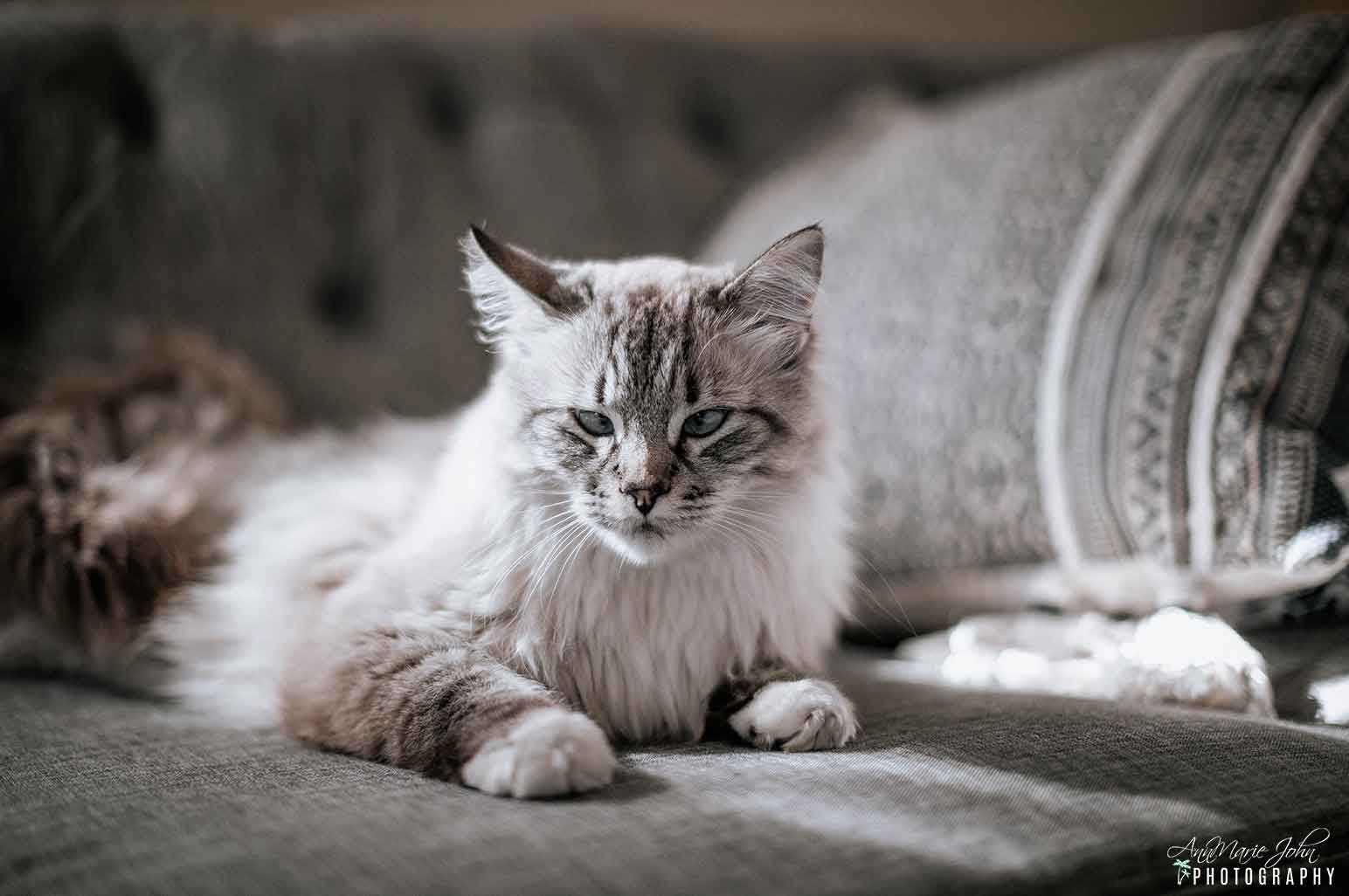 How To Stop Your Cat From Scratching The Furniture AnnMarie John LLC how-to-stop-your-cat-from-scratching-the-furniture-annmarie-john-llc