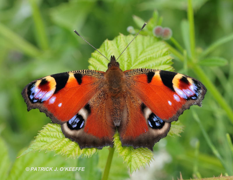 Raw Birds PEACOCK BUTTERFLY (Aglais io) at Lullymore West Bog