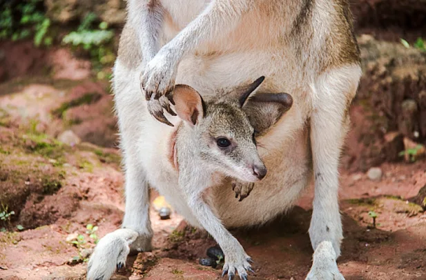 Wallabies are cat snacks in New South Wales, Australia