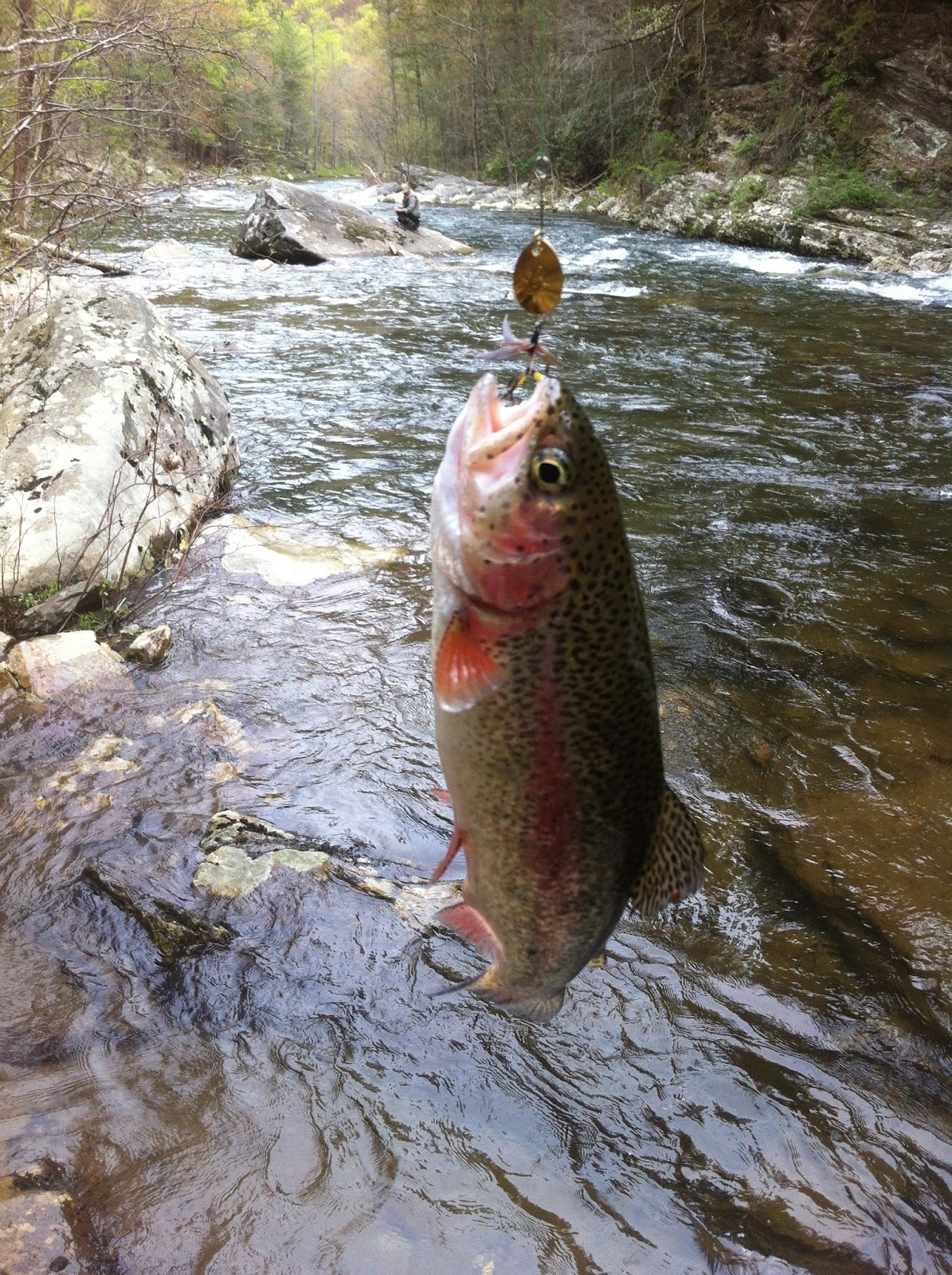 Tellico River Trout Fishing A Tourist Perspective