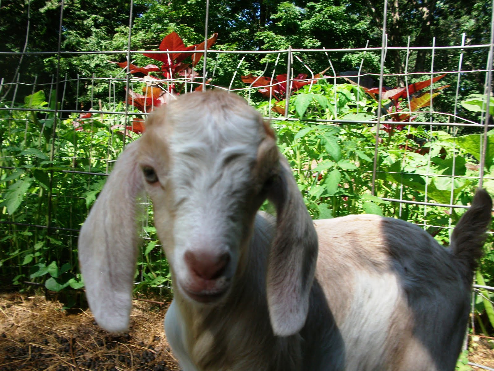 A Kiko Goat Farm Raising Kiko goats