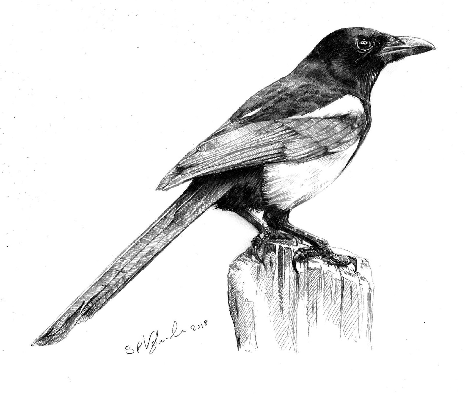 Drawing from experience...: Magpie (Pica Pica)
