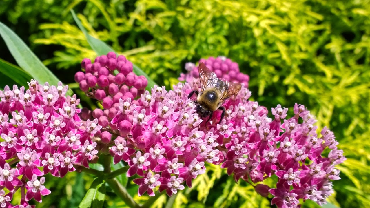 South Jersey Native Plants First Annual Open House Fall Native Plant Sale