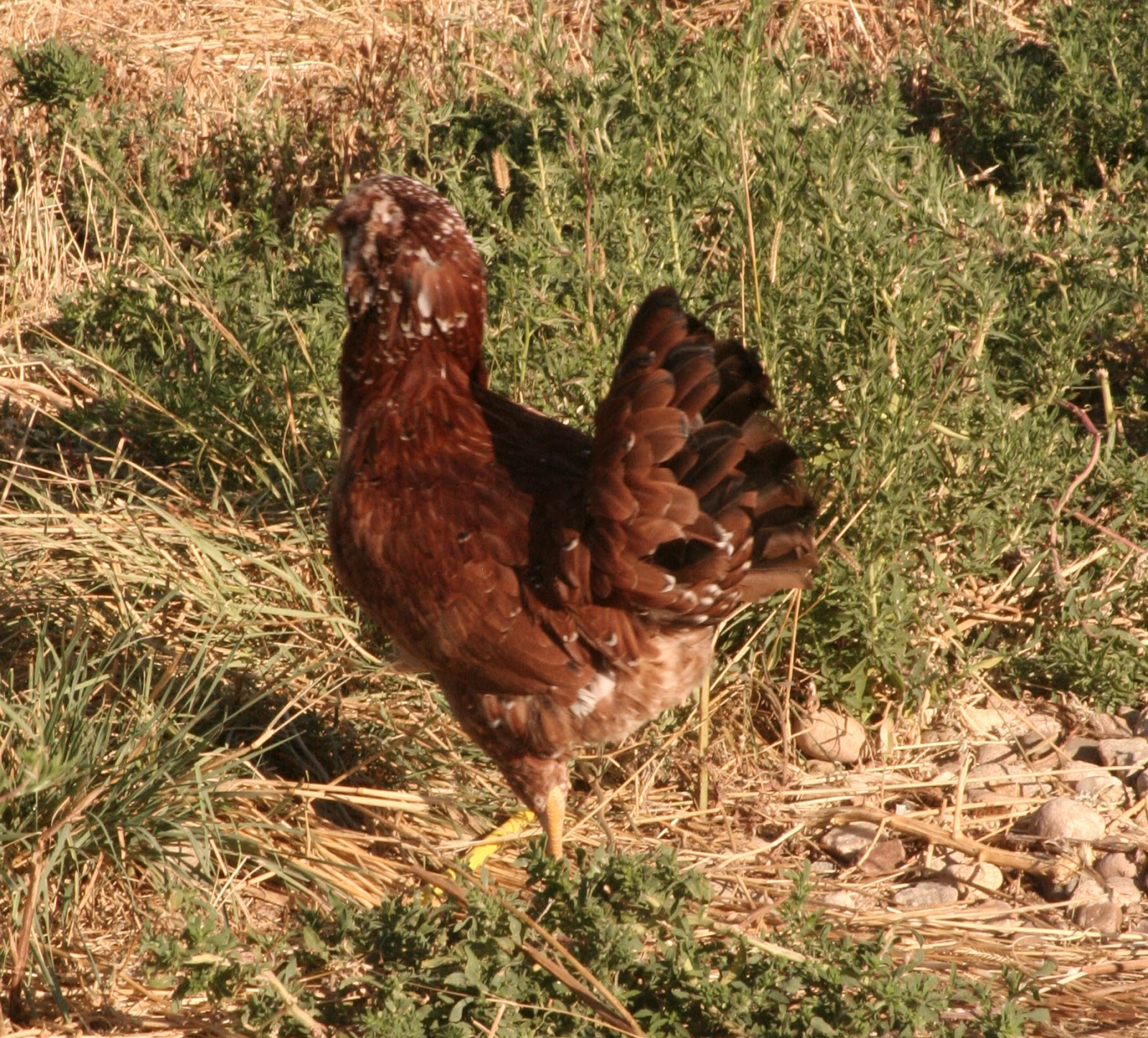 RussianFibers: Russian chickens. Orloff