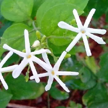 फुलांची नावे, Flowers Name In Marathi जाई Flowers Name In Marathi