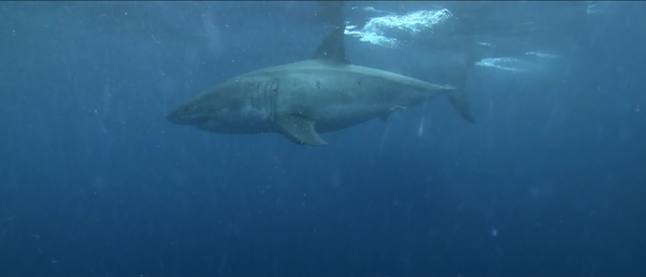 Film Review Feast The Reef vs. Open Water