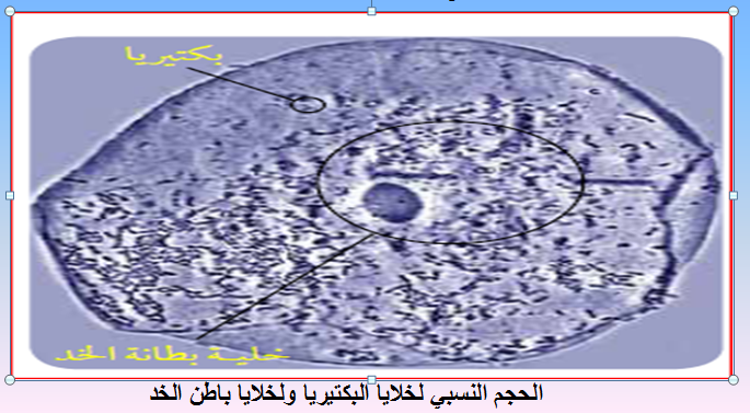 تتكاثر البدائيات والبكتيريا بواسطة
