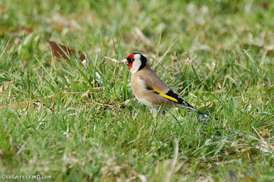 Cadernera (Carduelis carduelis)