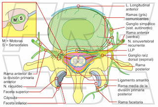 Anatomía segmento vertebral lumbar.