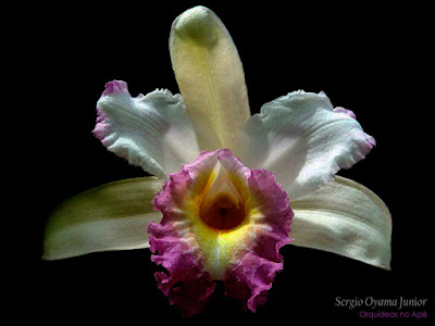 Orquídea Sobralia híbrida Orquídea Sobralia híbrida