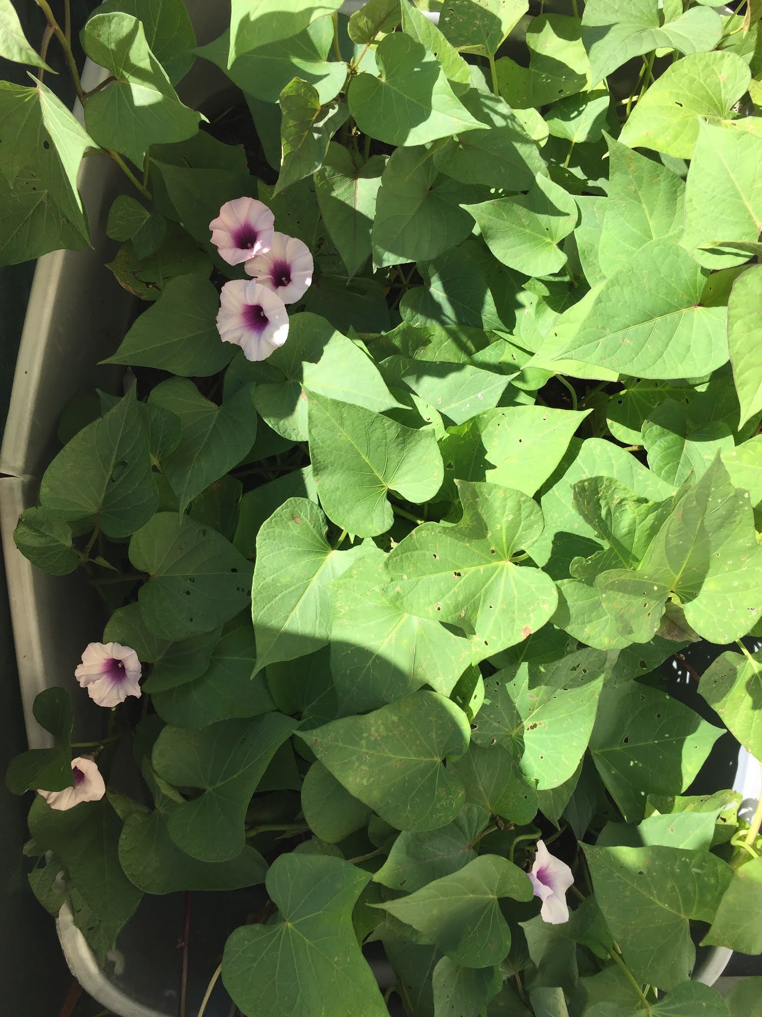 Okinawa Gardener Japanese Sweet Potato (Flower)