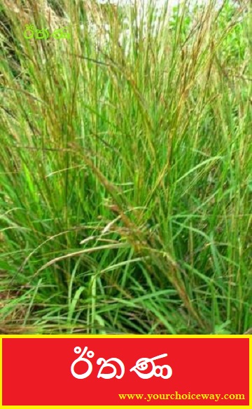 ඊතණ (Ithana - Heteropogon Contortus) - Your Choice Way