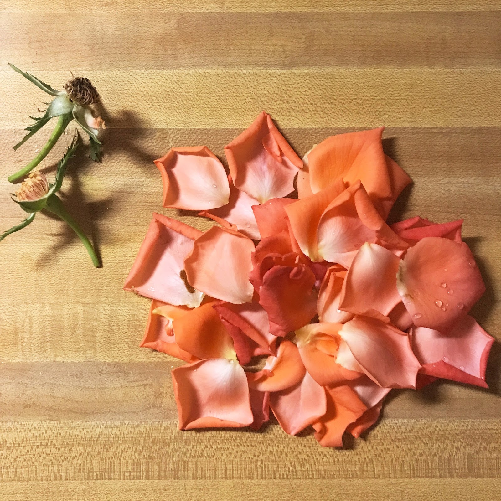 Ponderings on my Wanderings Smell Like A Rose DIY Rose Water