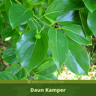 Daun Kamper