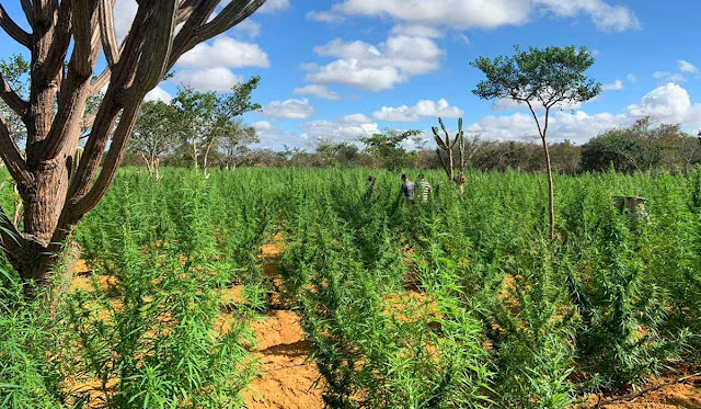 Polícia Civil erradica 120 mil pés de maconha no município de Jacobina
