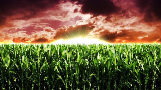 Field Wallpaper - View and Download all kind of Wallpapers