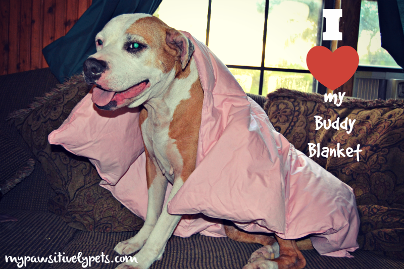 Buddy Blanket Pet Comforter Giveaway Pawsitively Pets