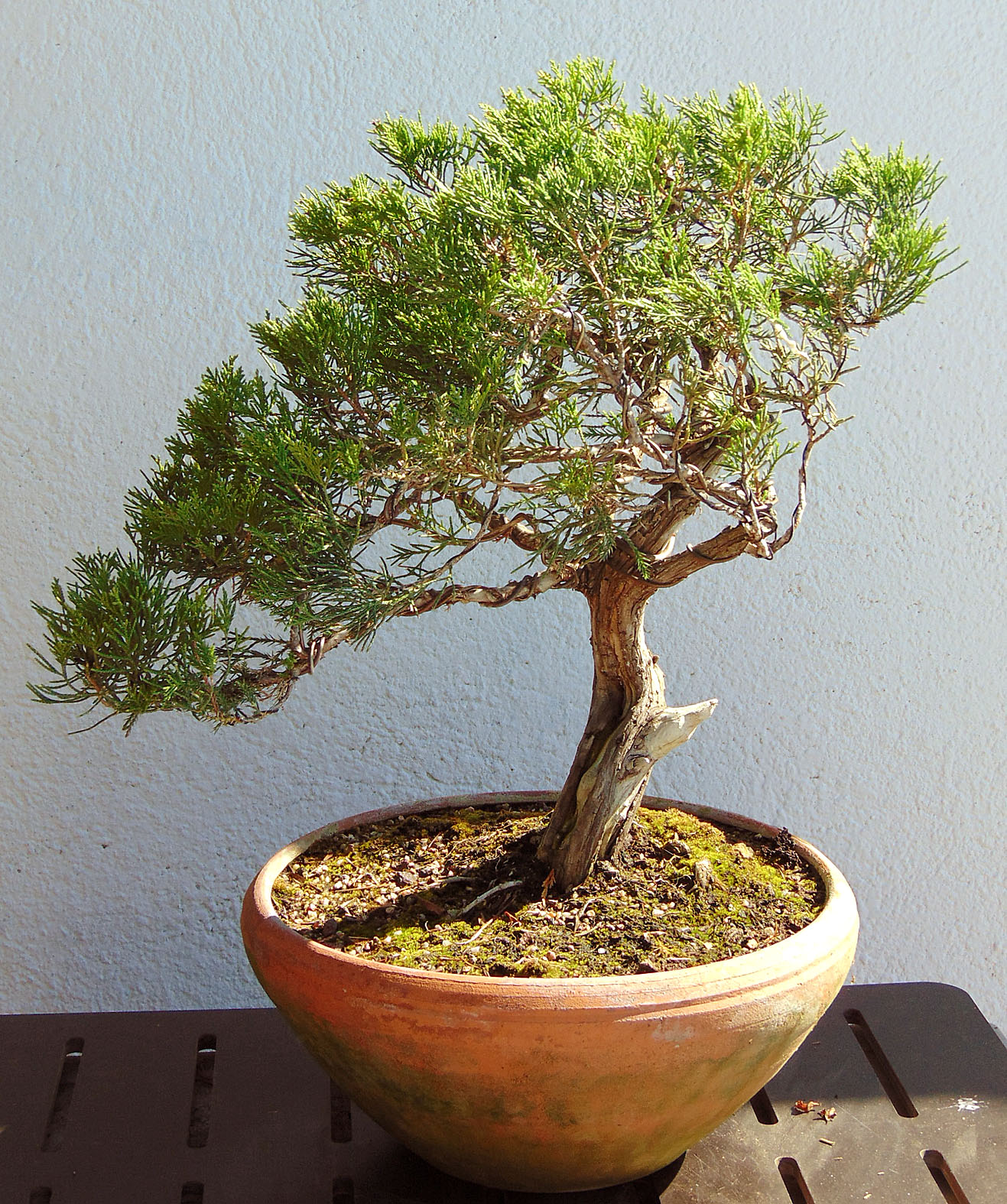 TOT BONSAI Juniperus horizontalis