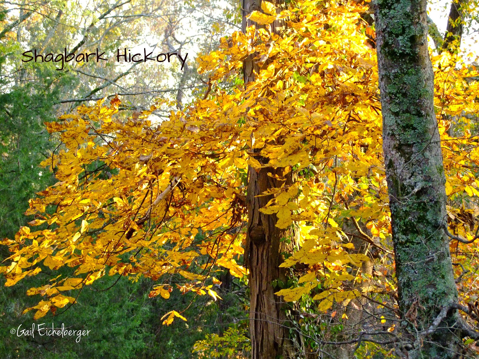 Clay And Limestone Thanks Rusty Blackhaw For An Absolutely