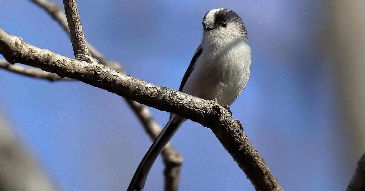 かわいい小鳥 エナガ・ジョウビタキ