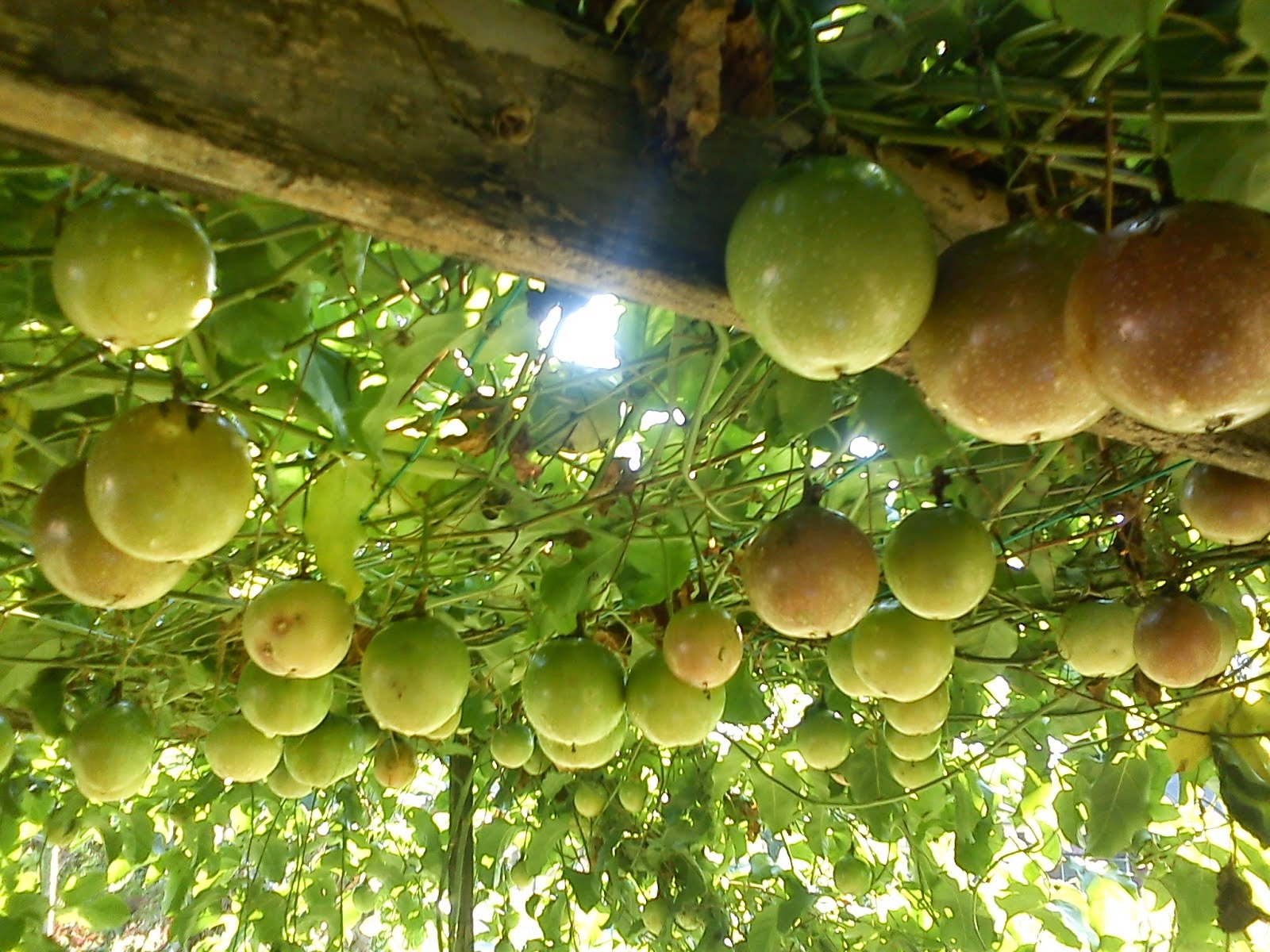 Fruit growing is. Markisa фрукт. Passion Fruit Tree. Dorium passion Fruit. Passion Fruit Mushroom Corall.