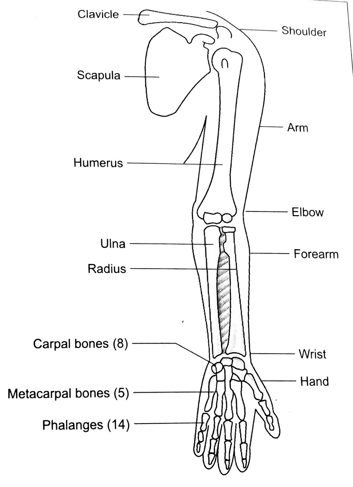 PARTS और UPPER LIMB की हड्डियों IN HINDI STUDY OF MEDICINE