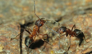 ants-greetin- each-other