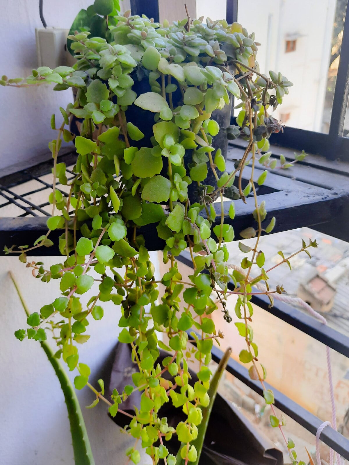 Tangled Heart hanging plant How to grow,care and