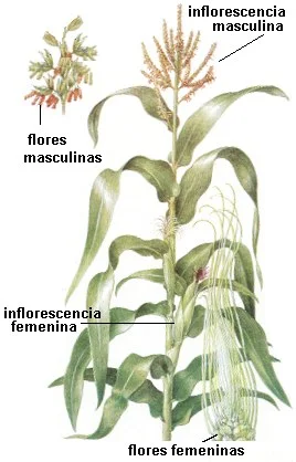 Inflorescencia del maíz