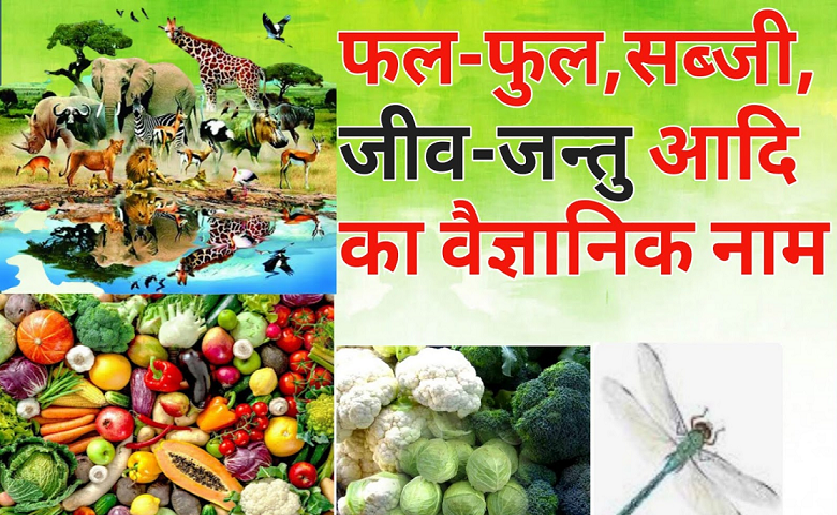All Scientific Names In Hindi - जीव-जंतु/फल/फुल/सब्जी के वैज्ञानिक नाम 1 aadi-ka-vaigyaanik-naam