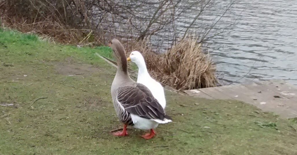 Careering Through Nature Sex Goose