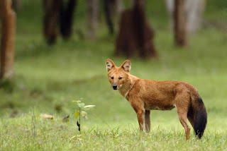 Asya yaban köpeği (Cuon alpinus)