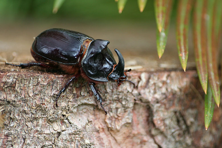 Classe de CM1-CM2: sciences= les insectes