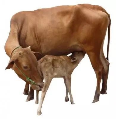 कामधेनु आयोग तब चर्चा में आया कामधेनु आयोग तब चर्चा में आया