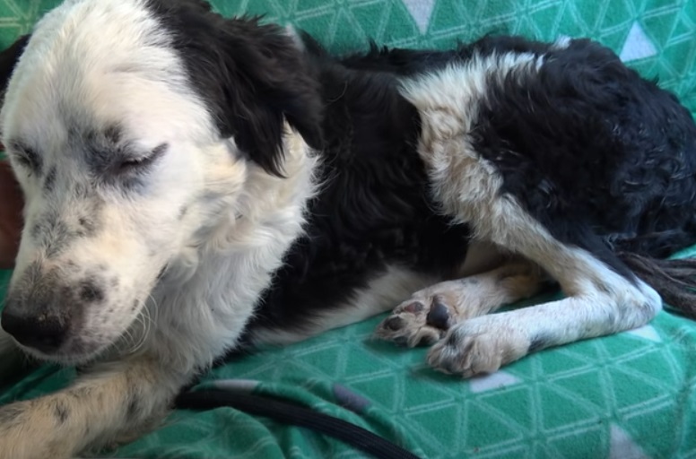 Exhausted Shelter Dog Falls Asleep On Her Rescuer's Lap After Being Rescued