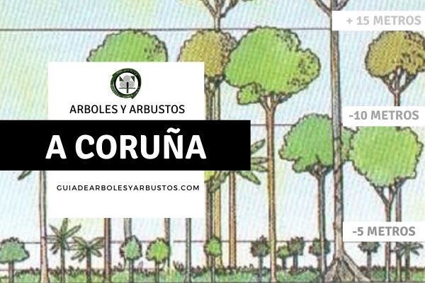 Arboles y Arbustos de La Coruña