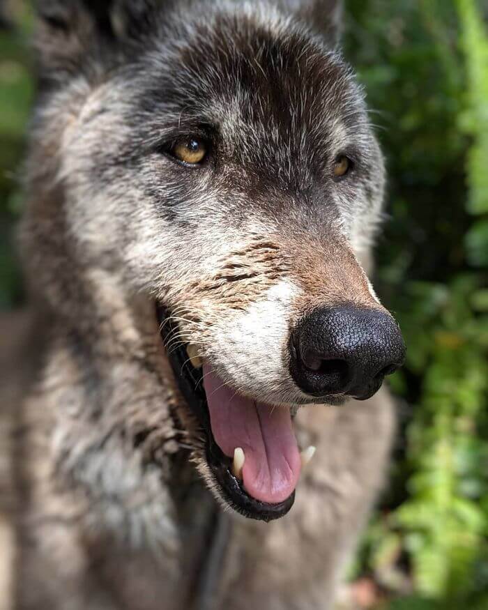 This Sanctuary Rescued A Wolfdog That Was Dumped At A Kill Shelter By His Owner