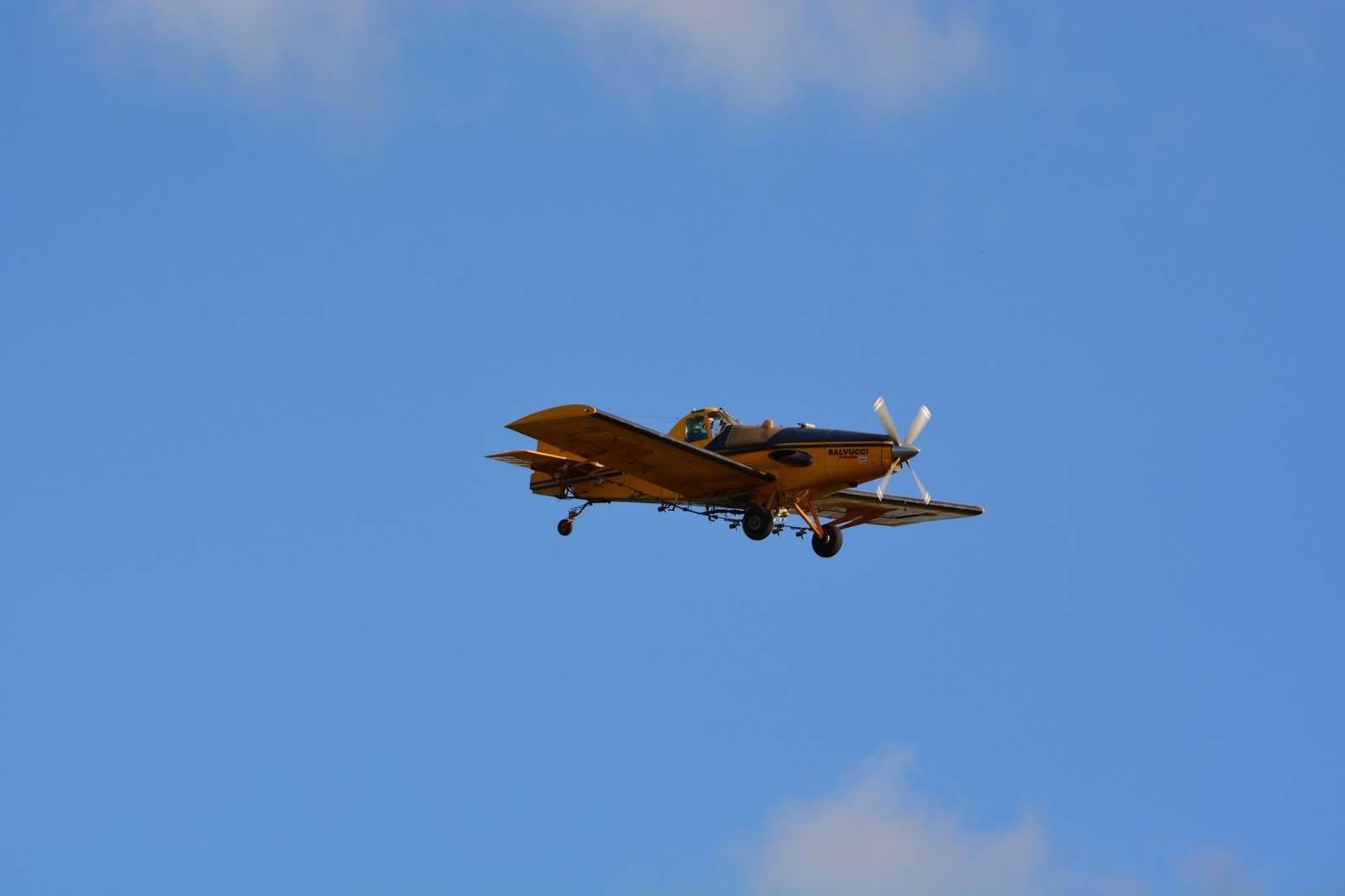 ROSARIOAVIONES AYRES THRUSH en Rufino