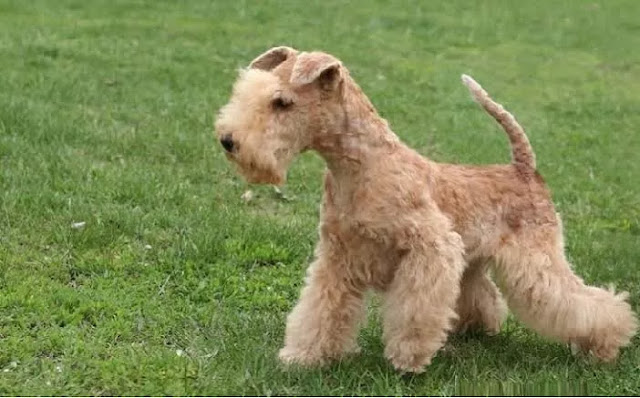 Costliest dogs - Lakeland terrier